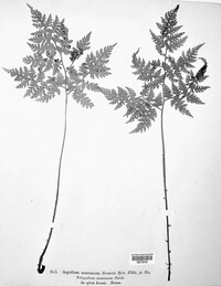 Oreopteris limbosperma image